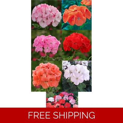 Geranium Horizon Plug Plants x 6